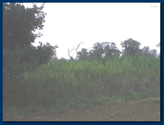 600x449 pixels (95K)